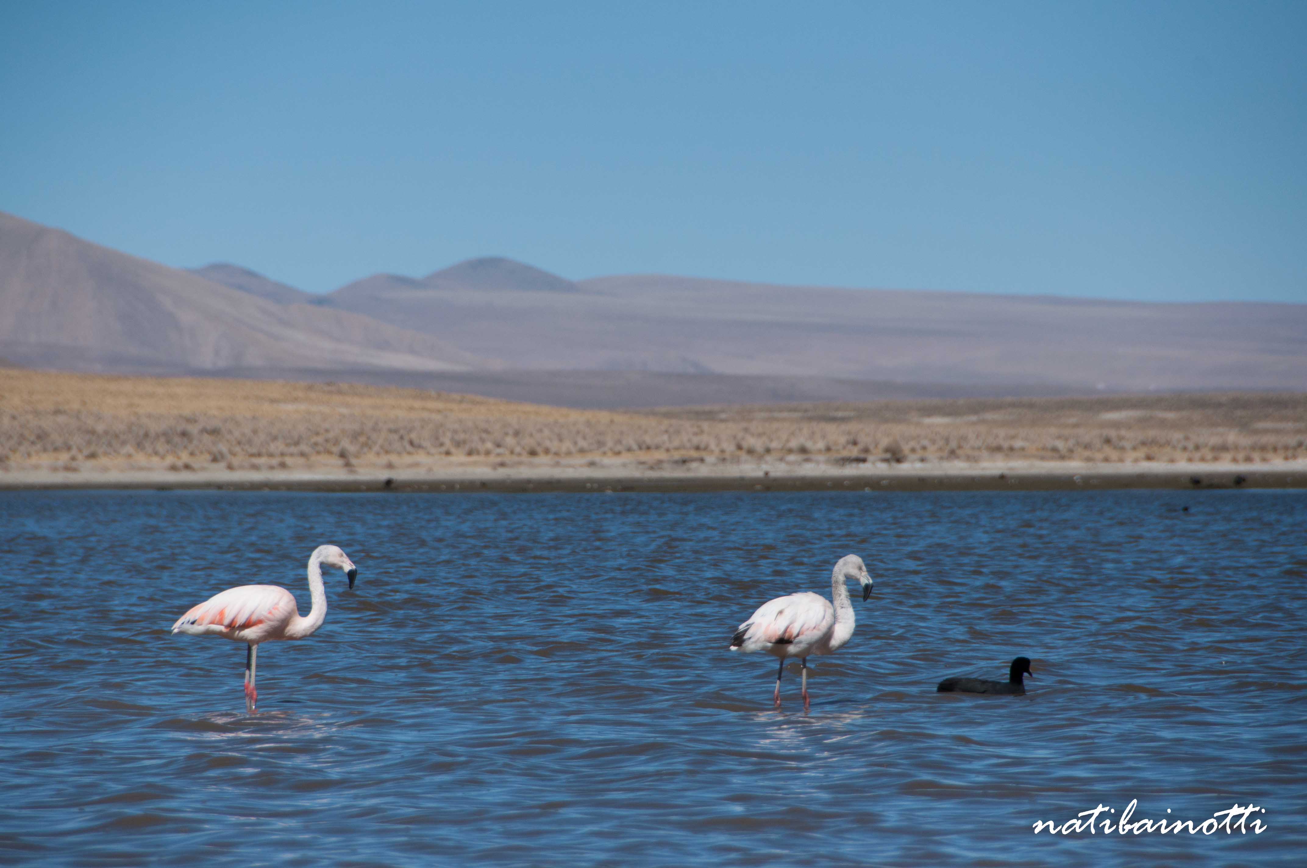 Flamencos y pato negro, algunas de las tantas epecies que habitan en el lago.