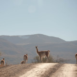 animales carretera austral chile